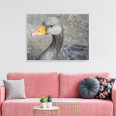 Grijze eend omhoog close canvas print (Insitu (Woonkamer))