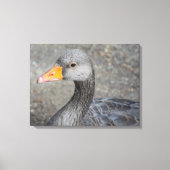 Grijze eend omhoog close canvas print (Voorkant)