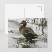 Grijze eend op donker het meer briefkaart (Voorkant / Achterkant)