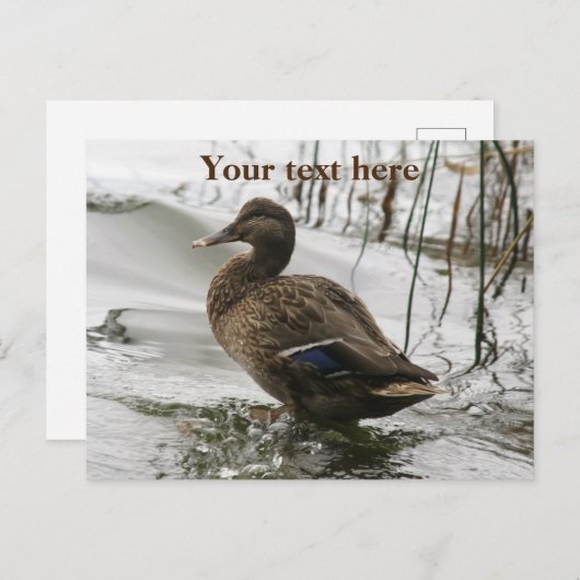 Grijze eend op donker het meer feestdagenkaart (Voorkant / Achterkant)