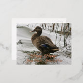 Grijze eend op donker het meer folie feestdagen briefkaart (Voorkant / Achterkant)