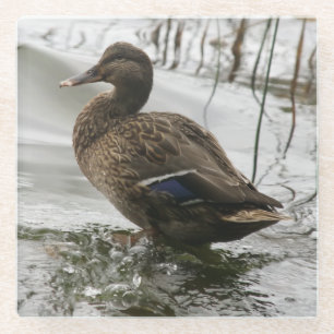 Grijze eend op donker het meer glazen onderzetter