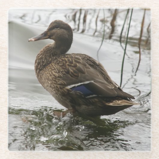 Grijze eend op donker het meer glazen onderzetter (Voorkant)