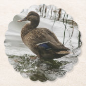 Grijze eend op donker het meer kartonnen onderzetters (Voorkant)