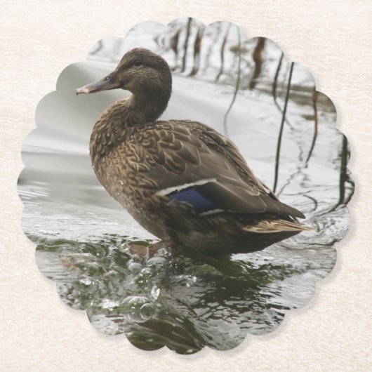 Grijze eend op donker het meer kartonnen onderzetters (Voorkant)
