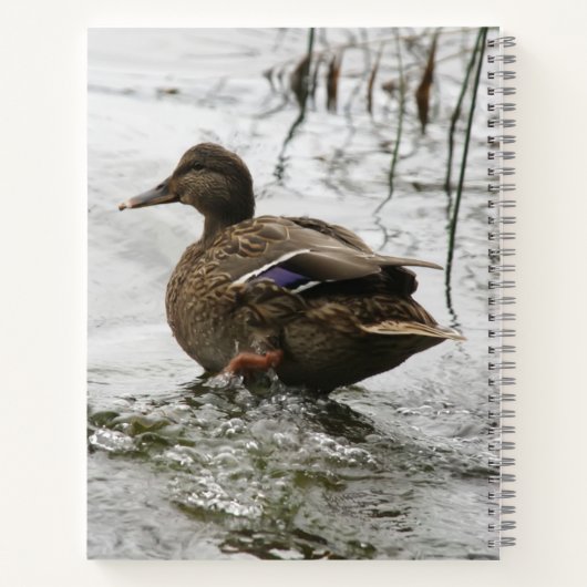 Grijze eend op donker het meer notitieboek (Achterkant)