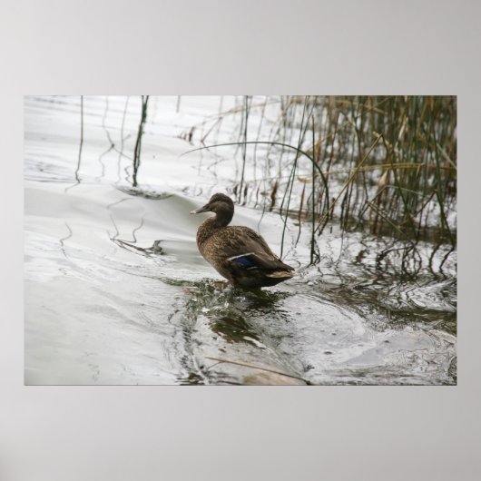 Grijze eend op donker het meer poster (Voorkant)