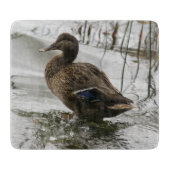 Grijze eend op donker het meer snijplank (Voorkant)