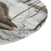 Grijze eend op donker het meer snijplank (Hoek)