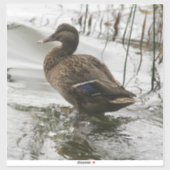 Grijze eend op donker het meer sticker (Vel)