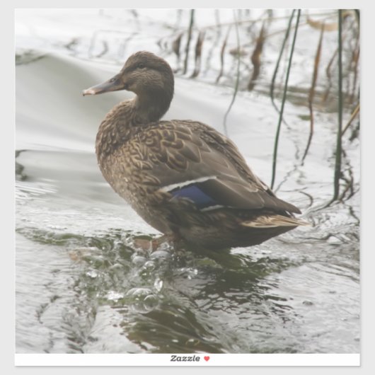 Grijze eend op donker het meer sticker (Vel)