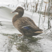 Grijze eend op donker het meer sticker (Voorkant)