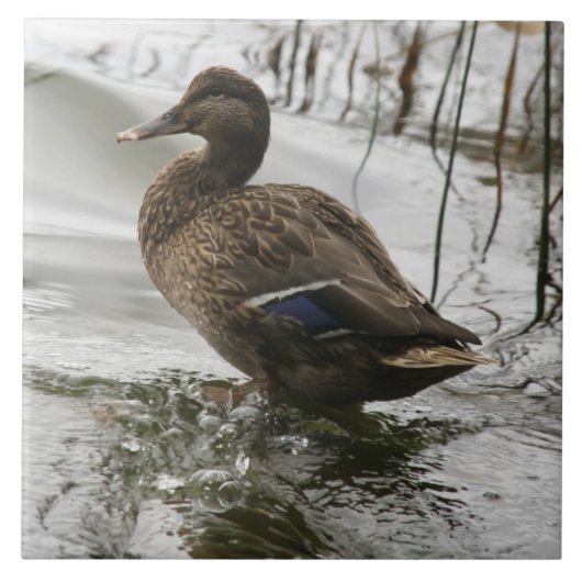 Grijze eend op donker het meer tegeltje (Voorkant)