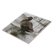 Grijze eend op donker het meer tegeltje (Zijkant)