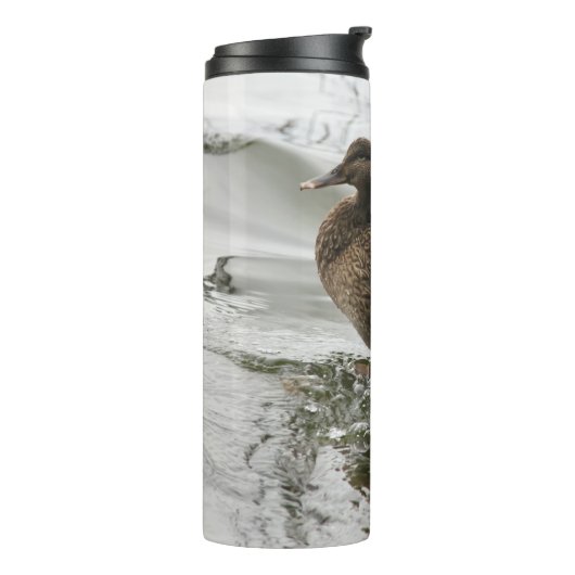 Grijze eend op donker het meer thermosbeker (Gedraaid links)
