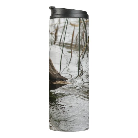 Grijze eend op donker het meer thermosbeker (Geroteerd rechts)