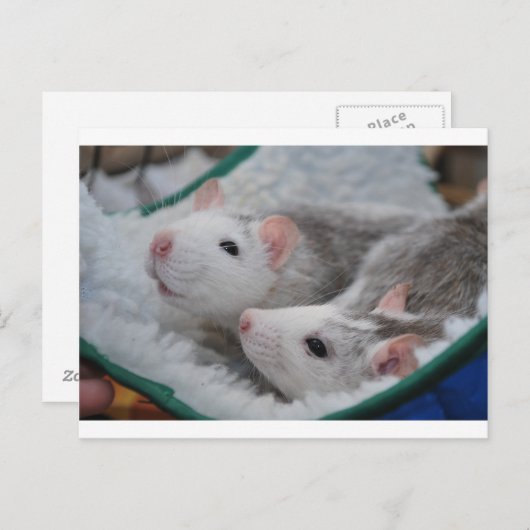 Grijze en witte gezelschapsratten briefkaart (Voorkant / Achterkant)