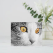 Grijze en witte kat briefkaart (Staand voorkant)