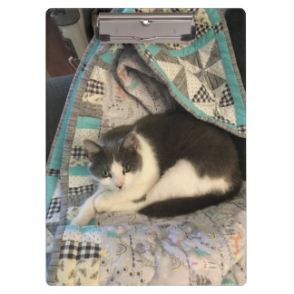 Grijze en witte kat klembord