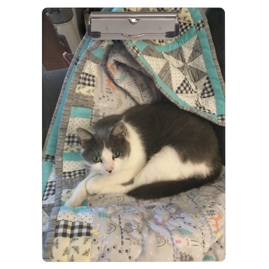 Grijze en witte kat klembord (Voorkant)