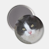 grijze en witte kat magneet (Voorkant / Achterkant)