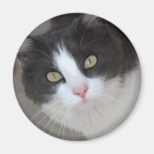 grijze en witte kat magneet