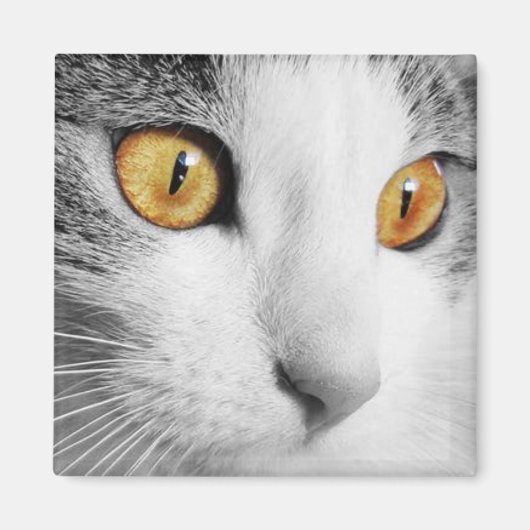 Grijze en Witte Kat Magneet (Voorkant)