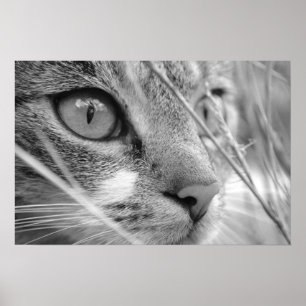 grijze en witte kat op een grasveld poster