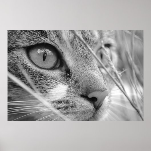 grijze en witte kat op een grasveld poster (Voorkant)
