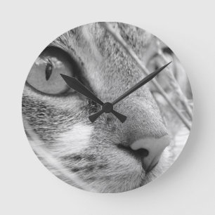 grijze en witte kat op een groene ronde klok