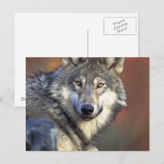 Grijze en witte wolf briefkaart (Voorkant / Achterkant)