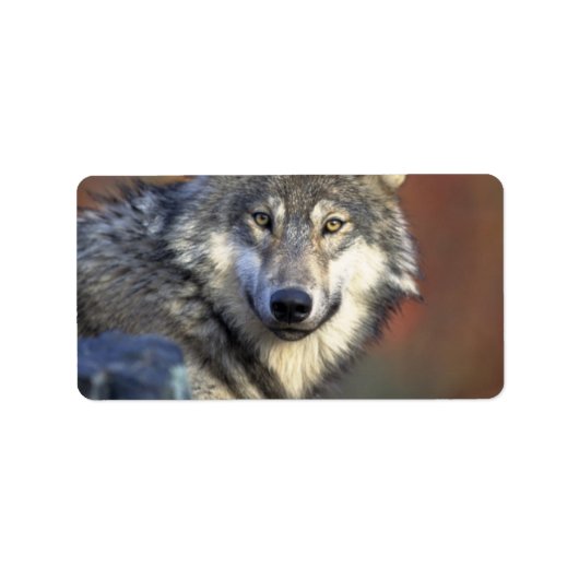 Grijze en witte wolf etiket (Voorkant)