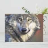 Grijze en witte wolf kaart (Staand voorkant)