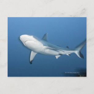 Grijze ertsaderhaai (amblyrhynchos Carcharhinus) Briefkaart