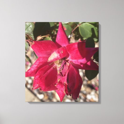 grijze Florale Rode Print (Voorkant)