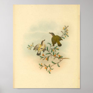 Grijze  flycatcher Bird Print