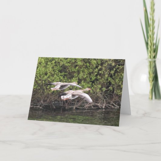 Grijze ganzen vogel kaart (Voorkant)