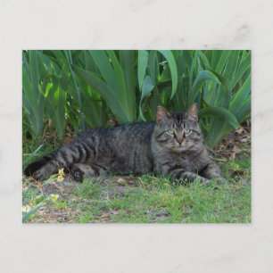 Grijze gestreepte kat door irissen ansichtkaart briefkaart
