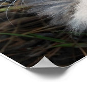 Grijze groene-gegiste Maine Coon Cat Poster (Hoek)