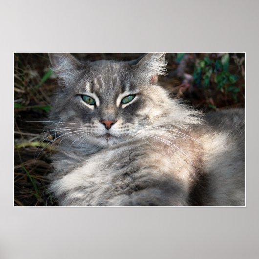 Grijze groene-gegiste Maine Coon Cat Poster (Voorkant)