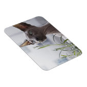 Grijze haarloze snuitkever Plant Magneet (Rechterzijde)