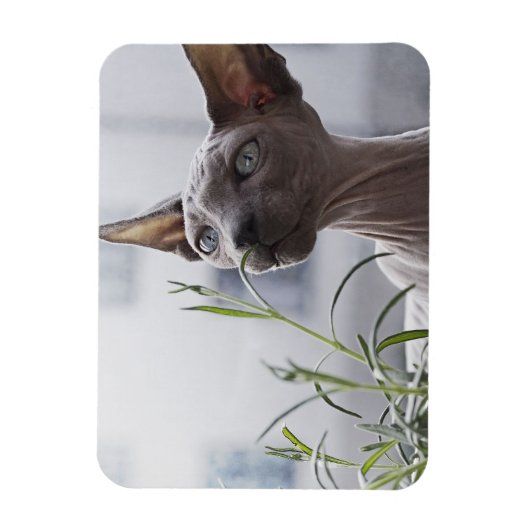 Grijze haarloze snuitkever Plant Magneet (Verticaal)