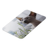 Grijze haarloze snuitkever Plant Magneet (Linkerzijde)