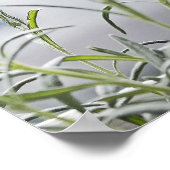 Grijze haarloze snuitkever Plant Poster (Hoek)