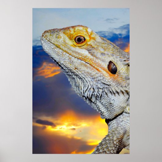 Grijze hagedis bij zonsondergang poster (Voorkant)