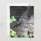 grijze hagedis op een ivoren muur briefkaart (Voorkant / Achterkant)