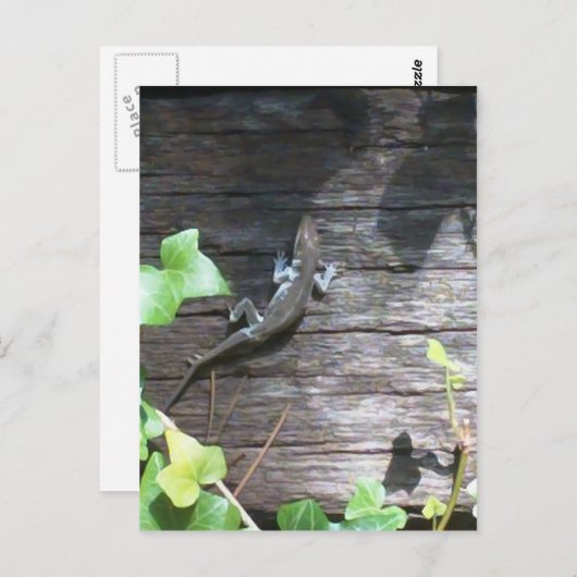 grijze hagedis op een ivoren muur briefkaart (Voorkant / Achterkant)