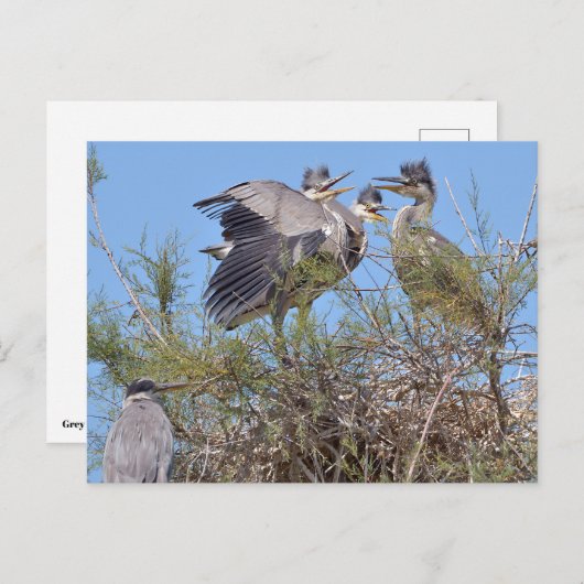 Grijze haren in nest briefkaart (Voorkant / Achterkant)