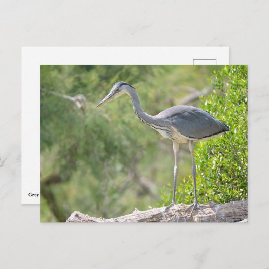 Grijze haring in boom briefkaart (Voorkant / Achterkant)