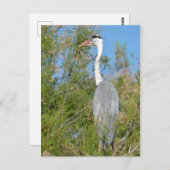 Grijze haring in boom briefkaart (Voorkant / Achterkant)